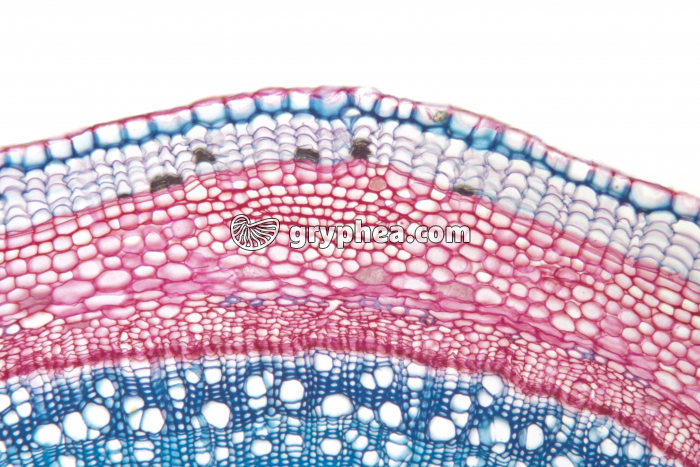 Tige de Sureau - Liège (suber) x25 - gryphea.com